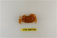 藏品(蔡氏澤蟹)的圖片